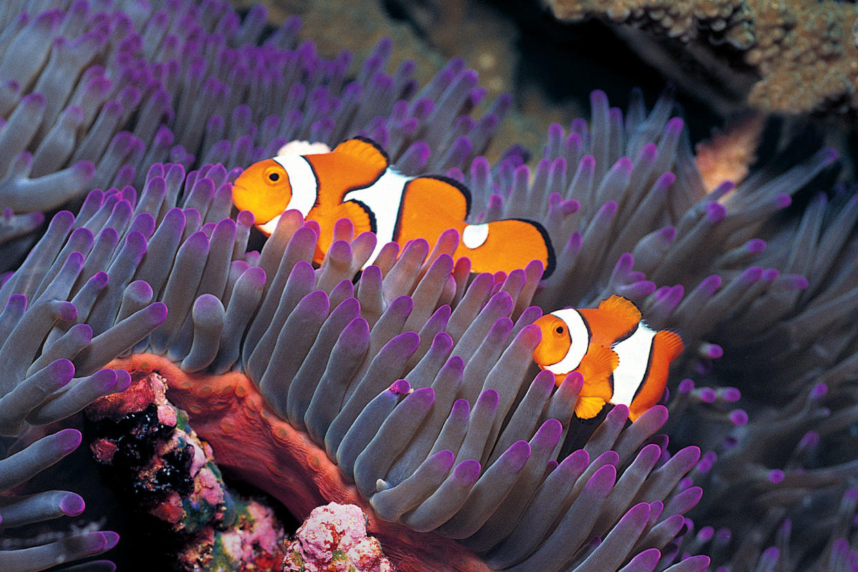 Clownfish (Amphiprion ocellaris) and Sea Anemone Getty Images/Stephen Frink