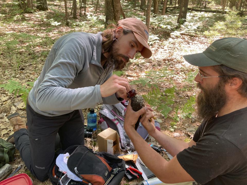 Smithsonian interns Zachary Bordner, left, and Tim Baerwald fit a merlin captured in a woodland near Lake Michigan, on June 27, 2022, near Glen Arbor, Mich., with a tracking device. The mission will enhance knowledge of a species still recovering from a significant drop-off caused by pesticides and help wildlife managers determine how to prevent merlins from attacking endangered piping plovers at Sleeping Bear Dunes National Lakeshore. (AP Photo/John Flesher)