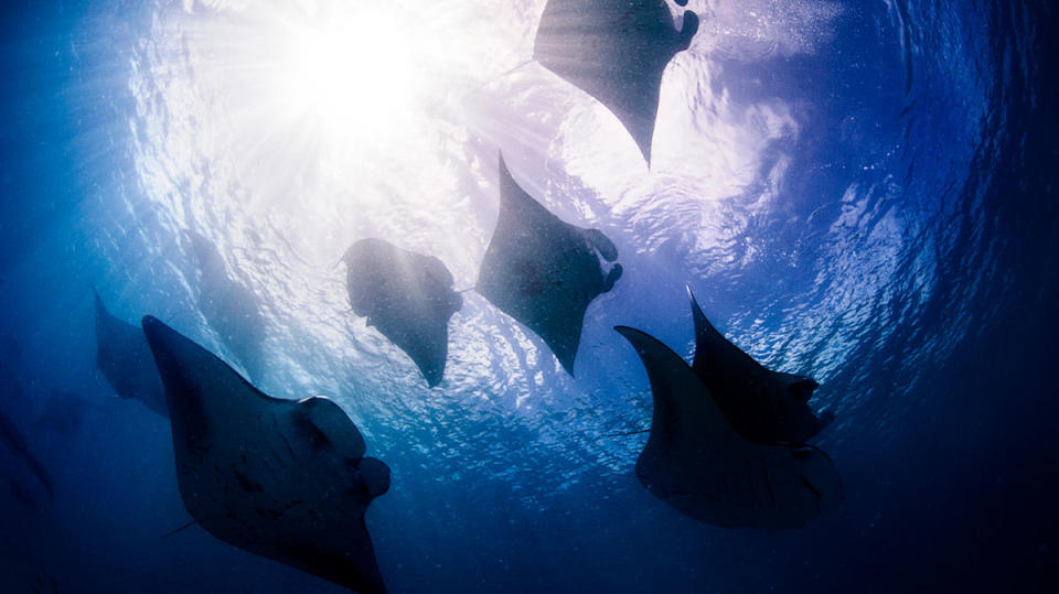 Manta rays silhouetted by the sun in the Maldives
