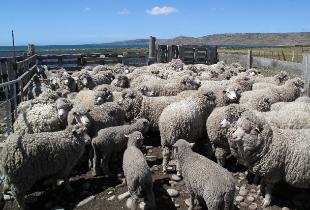 Falkand Islands : les îles où il y a le plus de moutons par habitant. Seulement peuplées de 3 000 hommes, ce chapelet d'îles abrite un demi-million de moutons, soit une moyenne de 166 moutons / habitant. Vous ne serez pas surpris d'apprendre que la première production locale est … la laine !