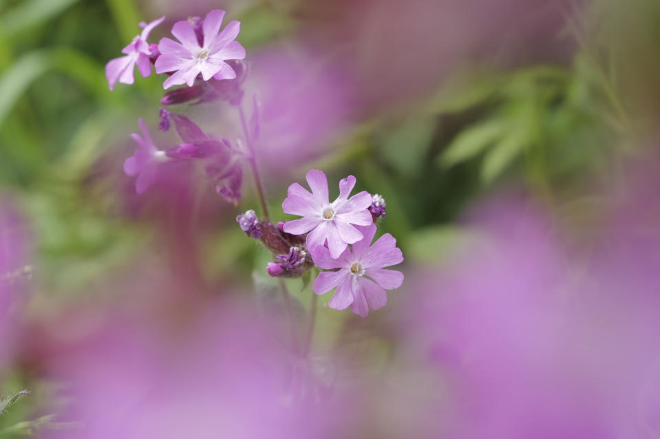 Leica Q3 macro photography of a pink flower using 90mm crop mode