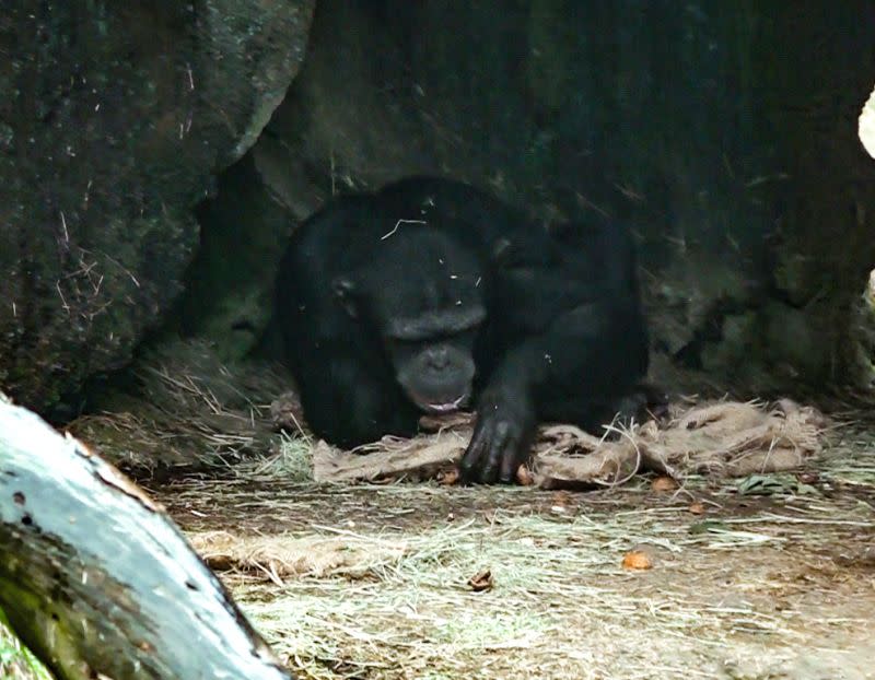 &#x0025b2;&#x00300c;&#x0054aa;&#x0089ba;&#x00300d;&#x00628a;&#x005e03;&#x00888b;&#x0092ea;&#x006210;&#x005c0f;&#x005e8a;&#x003002;&#x00ff08;&#x005716;&#x00ff0f;&#x0053f0;&#x005317;&#x005e02;&#x007acb;&#x0052d5;&#x007269;&#x005712;&#x00ff09;