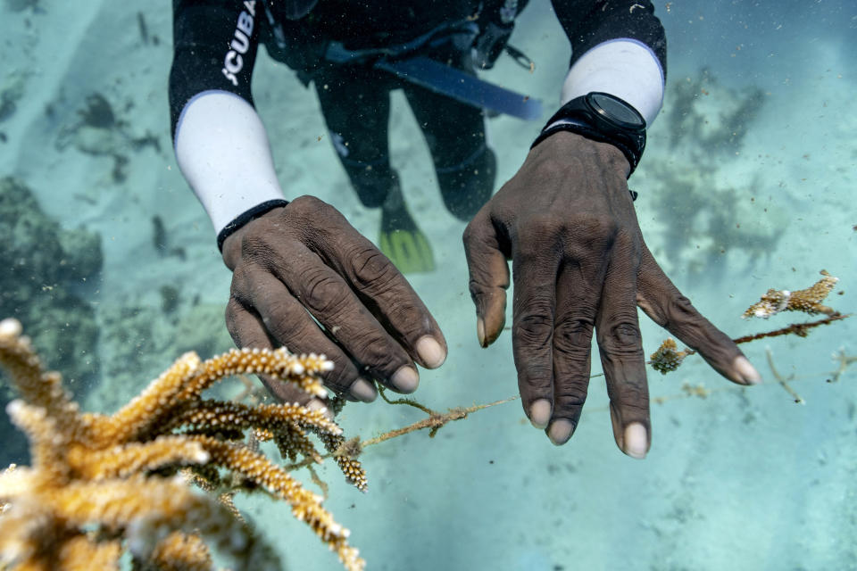 Diver Lenford DaCosta tends to lines of staghorn coral growing at an underwater nursery inside the Oracabessa Fish Sanctuary Tuesday, Feb. 12, 2019, in Oracabessa, Jamaica. On the ocean floor, small coral fragments dangle from suspended ropes, like socks hung on a laundry line. DaCosta and other divers tend to these underwater nurseries much as a terrestrial gardener minds a flower bed, plucking off snails and fireworms that feast on immature coral. (AP Photo/David J. Phillip)