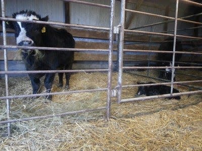 Providing adequate amounts of nutrients and high-quality water is critical for pregnant cows.