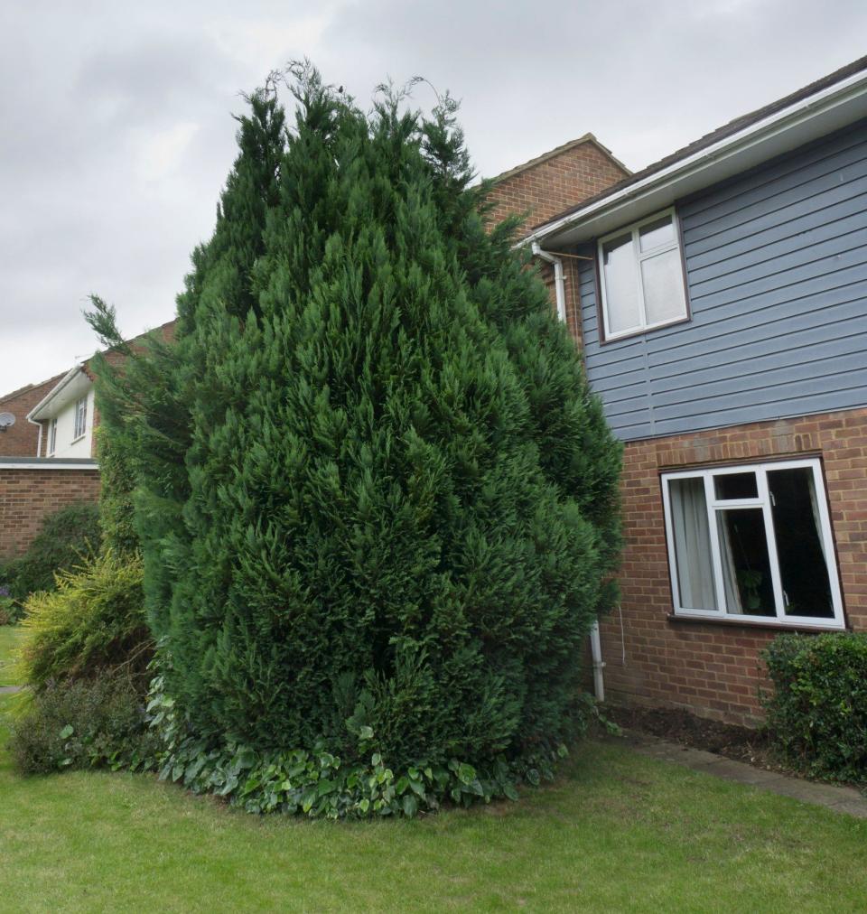 Incredible green hulk: leylandii’s rapid growth rate fuelled many a gardener’s worst nightmare and helped to create a bad name for conifers