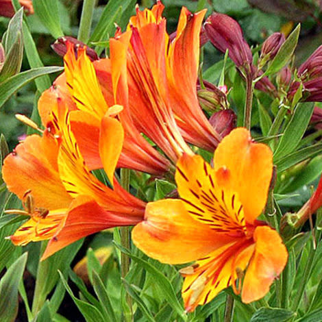 Alstroemeria (Peruvian lily)