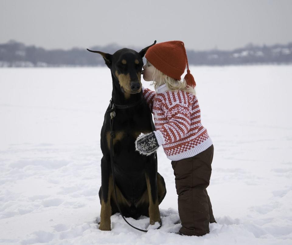 Doberman Pinscher