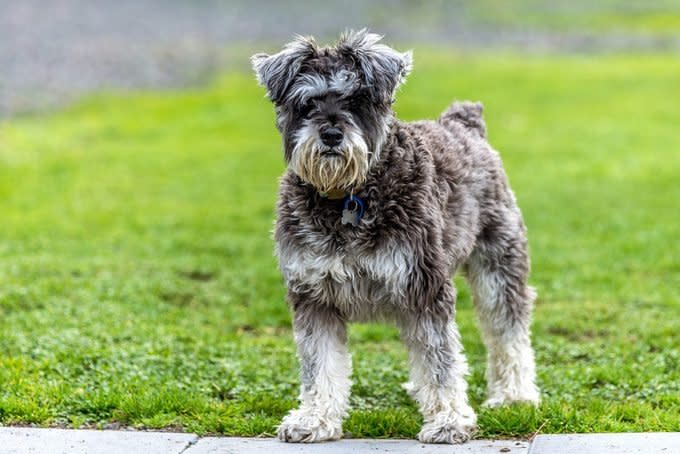 German Miniature Schnauzer standing outside