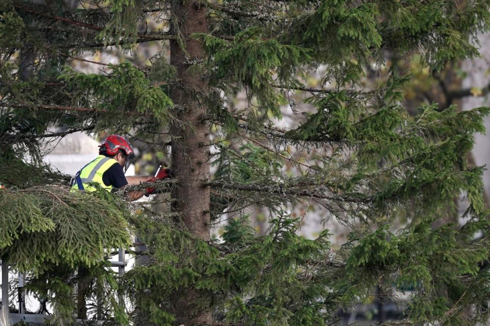 Workmen putting the final touches to the tree in Trafalgar Square (PA)