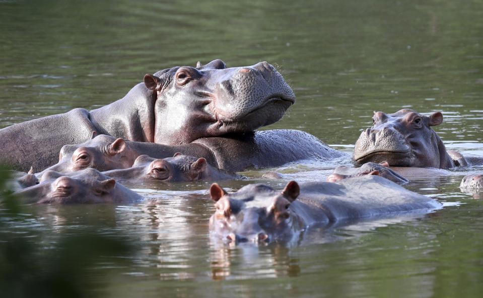 Hippos float in the lake at Hacienda Napoles Park, once the private estate of drug kingpin Pablo Escobar who imported three female hippos and one male decades ago in Puerto Triunfo, Colombia, Thursday, Feb. 4, 2021. After his death in a shootout with authorities in 1993, the hippos were abandoned at the estate due to the cost and logistical issues associated with transporting 3-ton animals and the violence that plagued the area at the time. (AP Photo/Fernando Vergara)