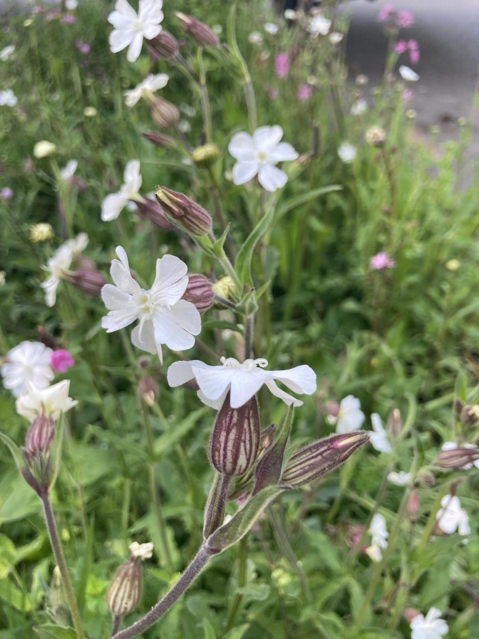 <p>White campion flowers were everywhere at Chelsea 2022. This is a great species for adding to a mix with grasses, where the flowers will rise up above lower growing planting to bring in butterflies and other pollinating insects. It flowers right through the summer and although it's a short-lived perennial, it will self-seed.</p>