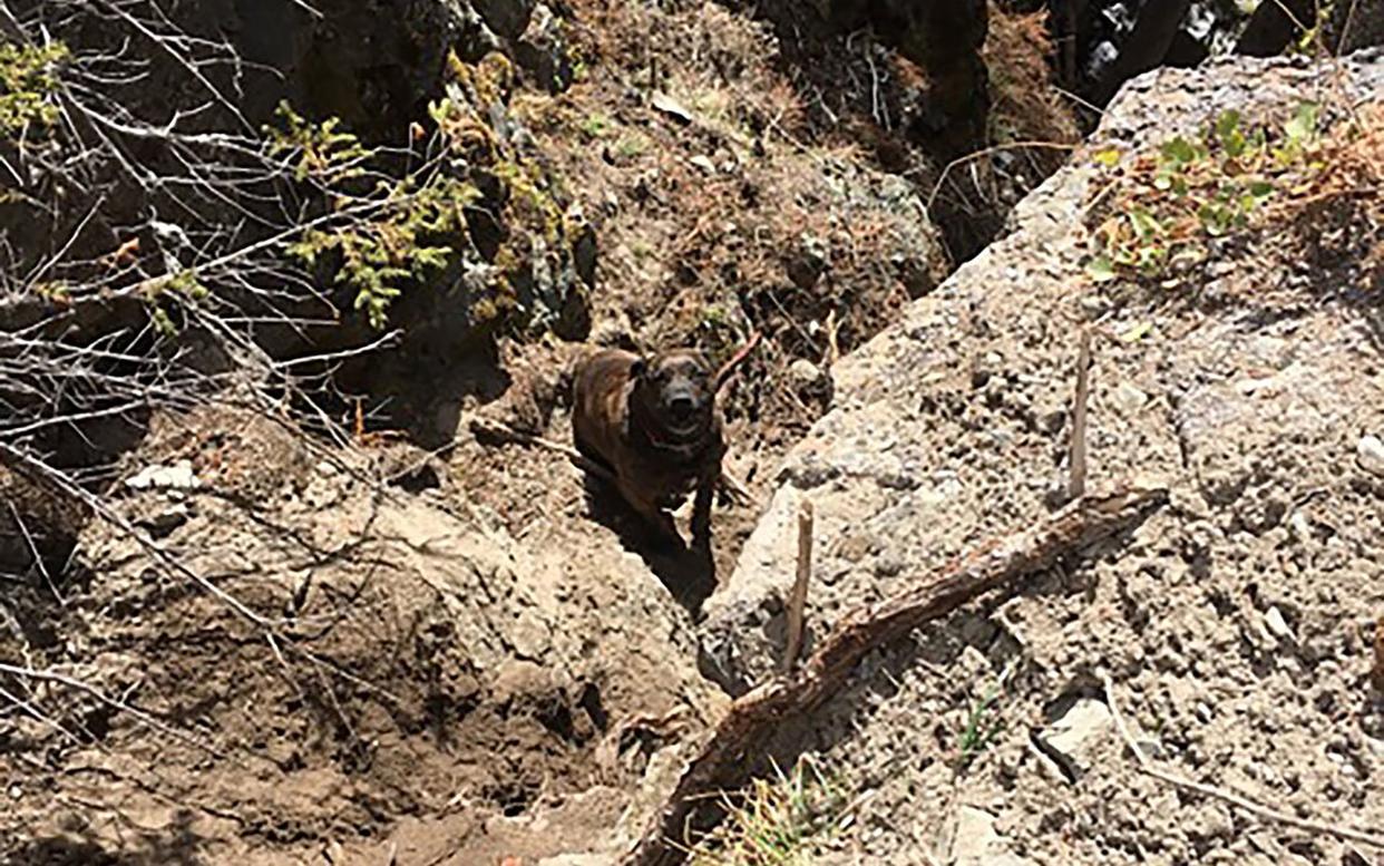 On April 28, Logan Lake Royal Canadian Mountain Police (RCMP) and Logan Lake Volunteer Fire Department helped rescue 7-year-old 80-pound dog named Chevy in what they called in a statement a “rare and risky canine rescue.”