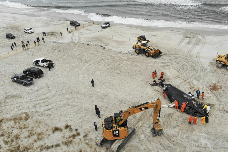 People work around the carcass of a dead whale in Lido Beach, N.Y., Tuesday, Jan. 31, 2023. The 35-foot humpback whale, that washed ashore and subsequently died, is one of several cetaceans that have been found over the past two months along the shores of New York and New Jersey. (AP Photo/Seth Wenig)