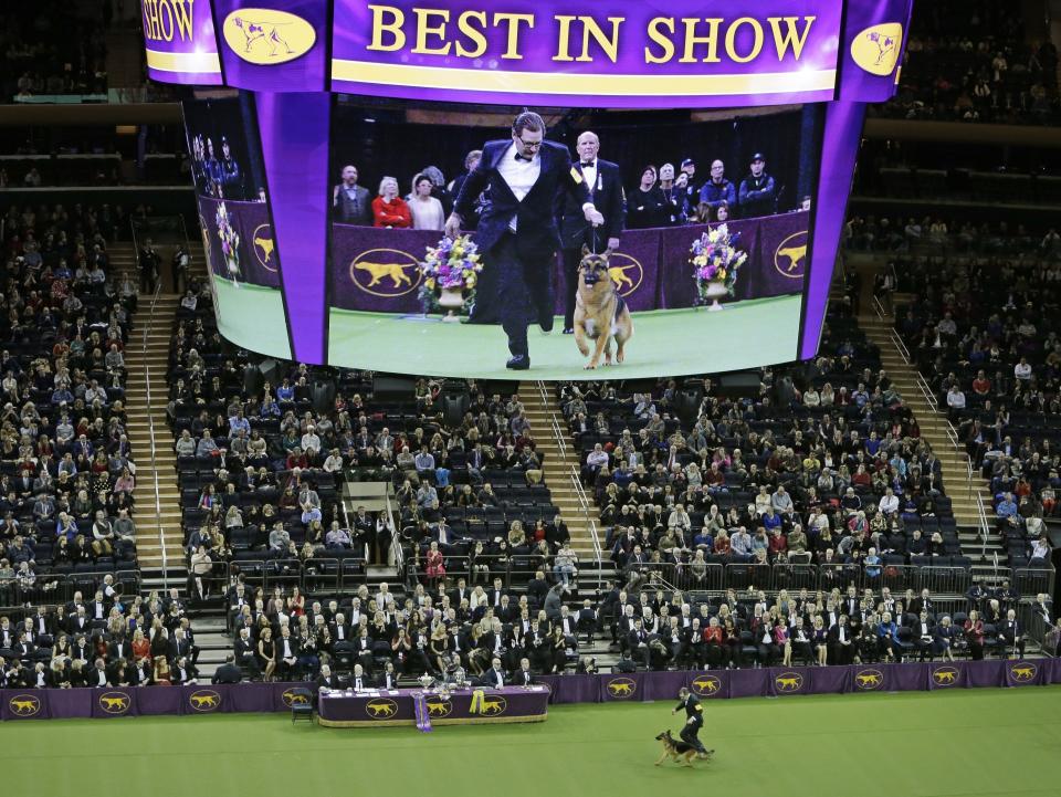FILE - Fans watch Rumor, a German shepherd who later won won Best In Show, compete at the 141st Westminster Kennel Club Dog Show Tuesday, Feb. 14, 2017, in New York. To the casual viewer, competing at the Westminster Kennel Club dog show might look as simple as getting a dog, grooming it and leading it around a ring. But there's a lot more to getting to and exhibiting in the United States' most prestigious canine event. (AP Photo/Frank Franklin II, File)