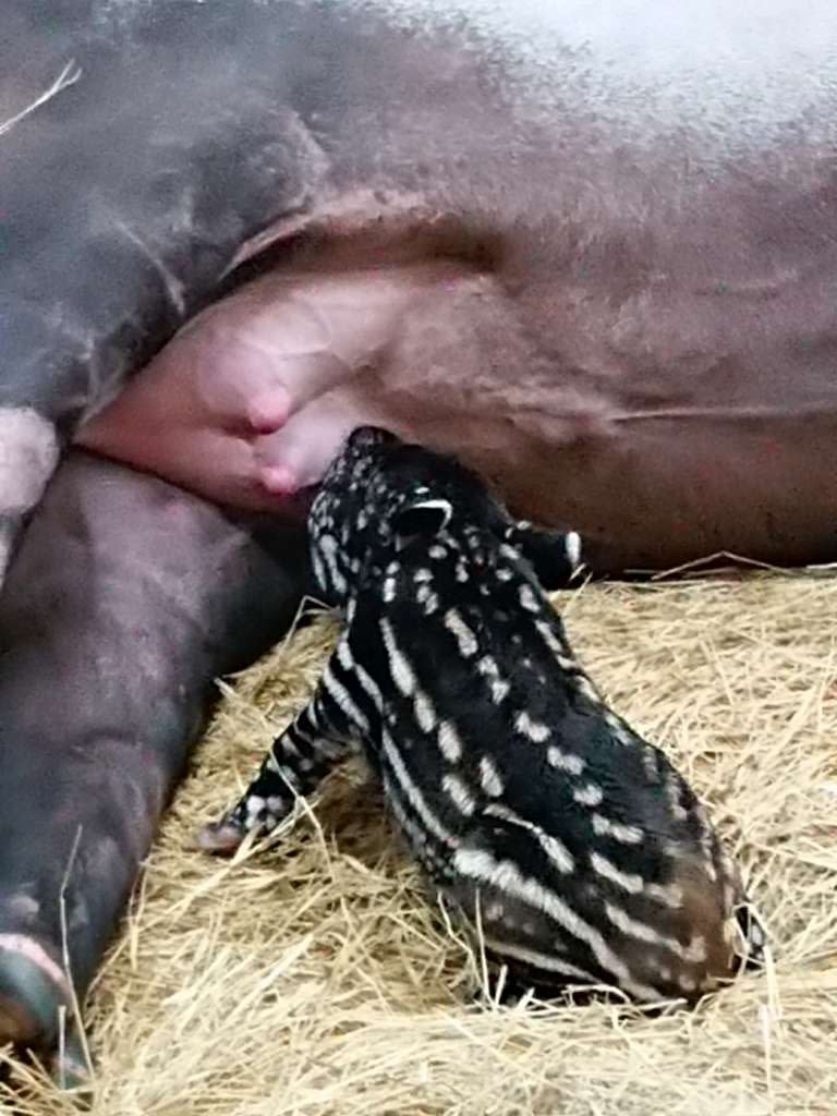 新生馬來貘寶寶順利吃到「貘芳」的奶水。（圖／台北市動物園提供）