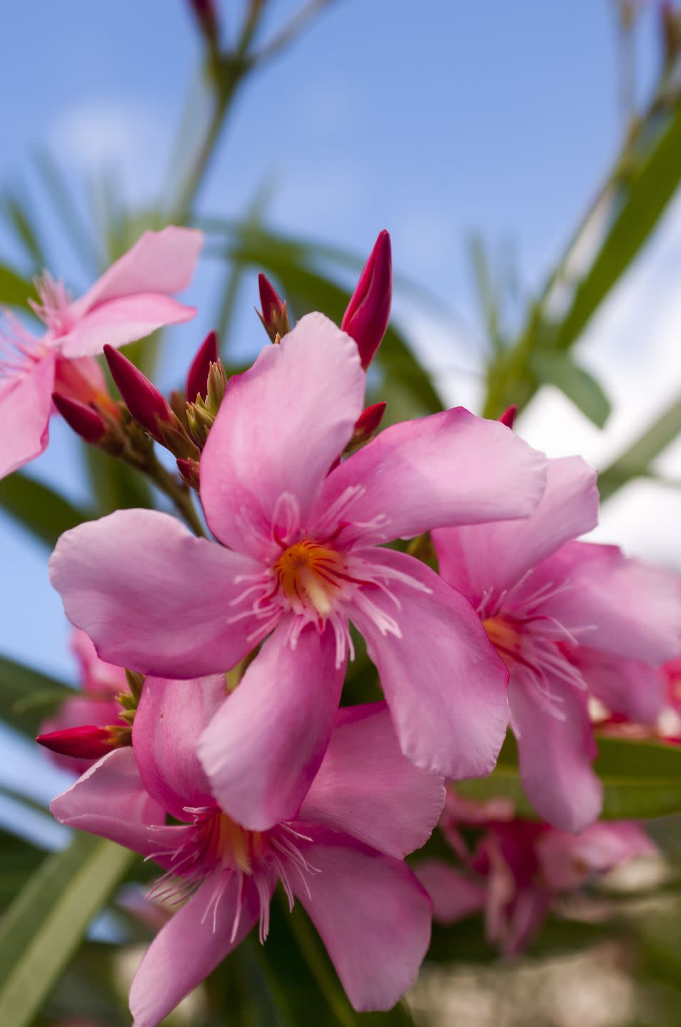 8) Oleander