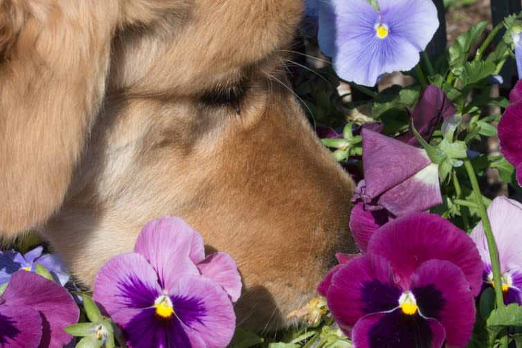 <span class="caption">Dogs excel at smelling tests but could humans be trained to be just as good?</span> <span class="attribution"><a class="link " href="https://www.shutterstock.com/image-photo/dog-smelling-flowers-592894124?src=TznrFLiUL2p3Xozinr9K4w-1-42" rel="nofollow noopener" target="_blank" data-ylk="slk:Tim Ramsay/Shutterstock;elm:context_link;itc:0;sec:content-canvas">Tim Ramsay/Shutterstock</a></span>