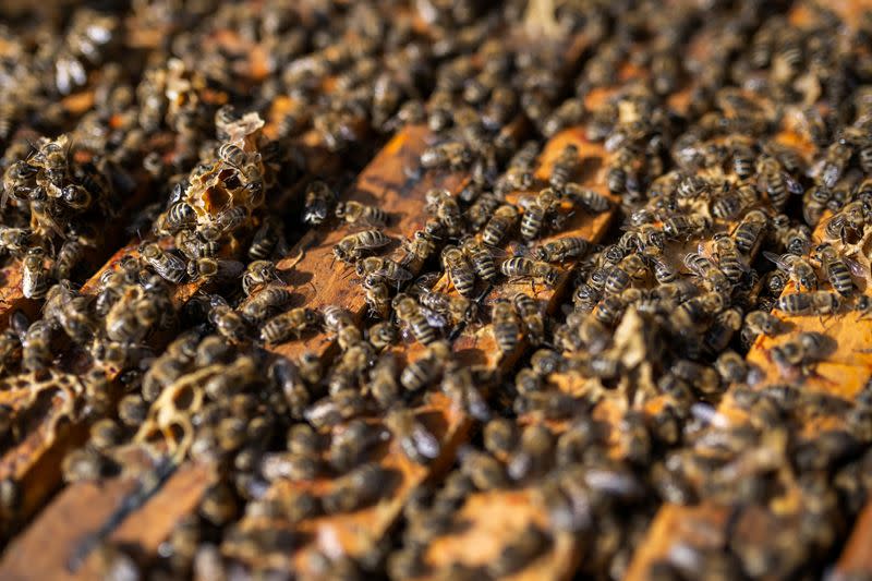 Bees gather over a hive in Ladanybene