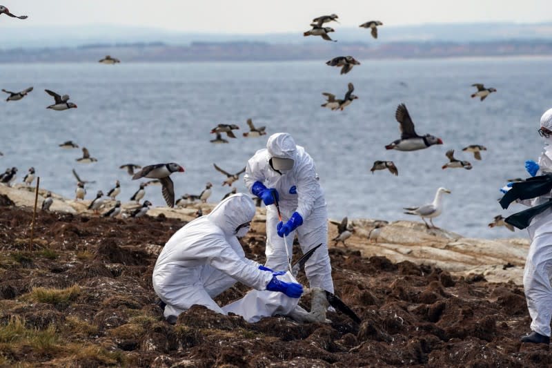 英國的防疫人員正在處理染疫死去的野生禽鳥。（美聯社）
