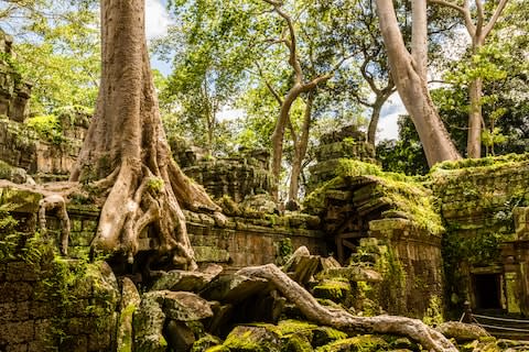 The Cambodian forest, where pangolins call home - Credit: istock