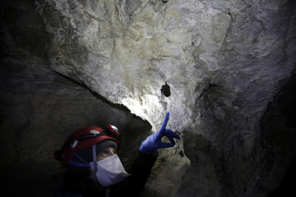 Alyssa Bennett, small mammals biologist for the Vermont Department of Fish and Wildlife, points to a bat in a cave in Dorset, Vt., on May 2, 2023. Scientists studying bat species hit hard by the fungus that causes white nose syndrome, which has killed millions of bats across North America, say there is a glimmer of good news for the disease. Experts say more bats that hibernate at a cave in Vermont, the largest bat cave in New England, are tolerating the disease and passing protective traits on to their young. (AP Photo/Hasan Jamali)