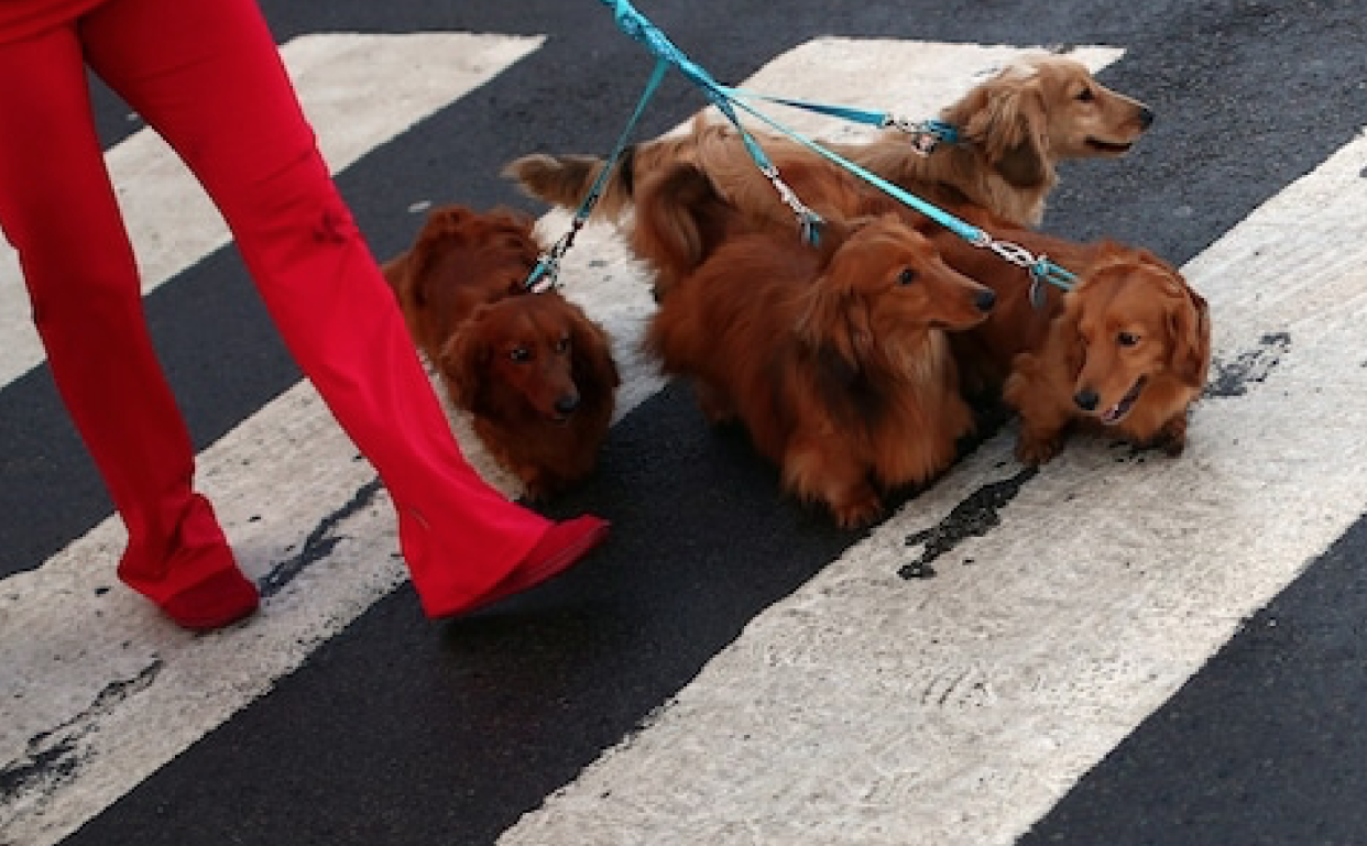 <em>Around 400 sausage dogs and their owners gathered for a world record attempt</em>