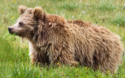 A new study ties DNA from purported Yetis to Asian bears, including Himalayan brown bears. - Credit:  University at Buffalo 