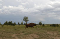 A bison roams across the plains of a wildlife sanctuary in Milovice, Czech Republic, Tuesday, July 28, 2020. Wild horses, bison and other big-hoofed animals once roamed freely in much of Europe. Now they are transforming a former military base outside the Czech capital in an ambitious project to improve biodiversity. Where occupying Soviet troops once held exercises, massive bovines called tauros and other heavy beasts now munch on the invasive plants that took over the base years ago. (AP Photo/Petr David Josek)