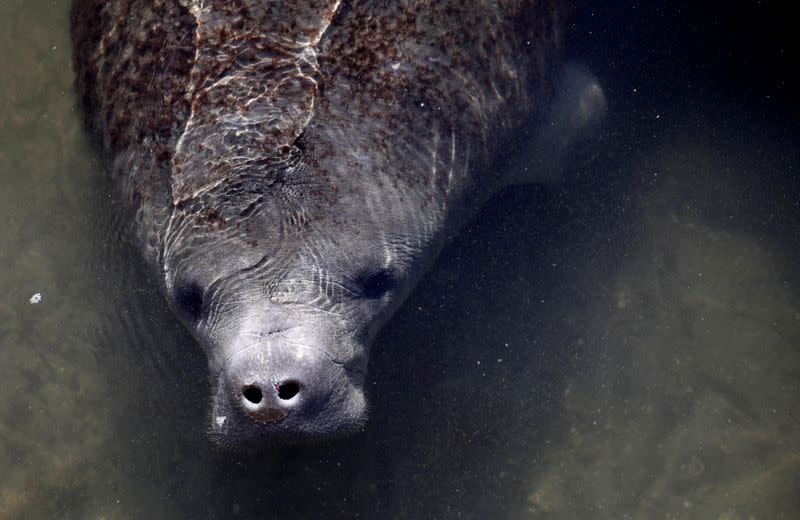 FILE PHOTO: A manatee is seen near Riviera Beach