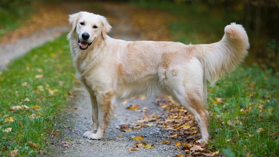 Golden Retriever