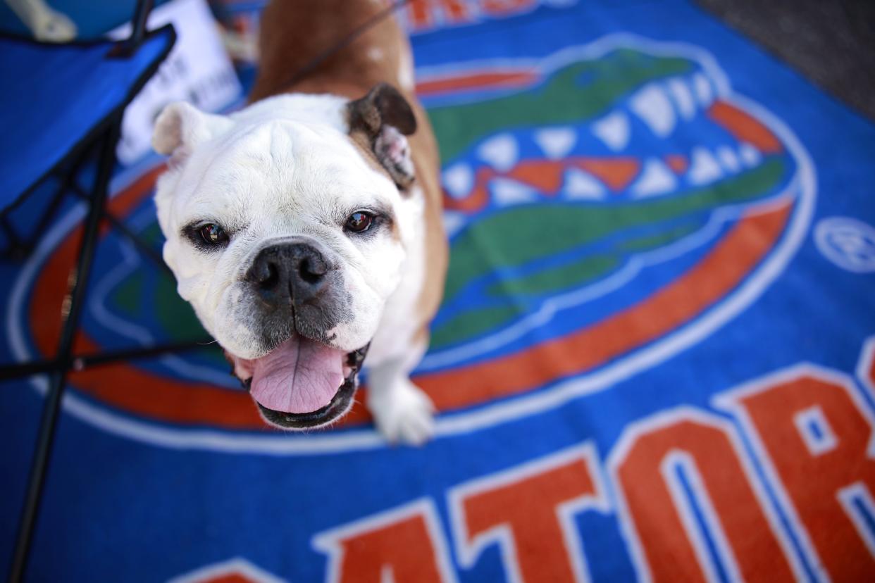 Even Bulldogs can sometimes be Gators fans. This English Bulldog (a breed most often seen around UGA tailgate parties) was spotted wearing orange and blue in 2022 at RV City as fans descended upon then-TIAA Bank Field for the annual matchup between the University of Georgia and the University of Florida. Now in its 90th year, the 2023 game takes place on Saturday, Oct. 28.