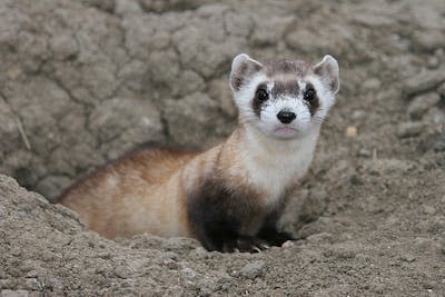 Black-footed ferrets, which once ranged across the Great Plains, are one of the most endangered species in the U.S. <a href="https://flic.kr/p/8Zsu7o" rel="nofollow noopener" target="_blank" data-ylk="slk:J. Michael Lockhart, USFWS/Flickr;elm:context_link;itc:0;sec:content-canvas" class="link ">J. Michael Lockhart, USFWS/Flickr</a>, <a href="http://creativecommons.org/licenses/by/4.0/" rel="nofollow noopener" target="_blank" data-ylk="slk:CC BY;elm:context_link;itc:0;sec:content-canvas" class="link ">CC BY</a>