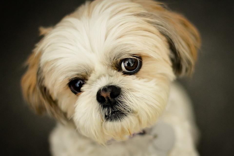 3) Shih Tzu