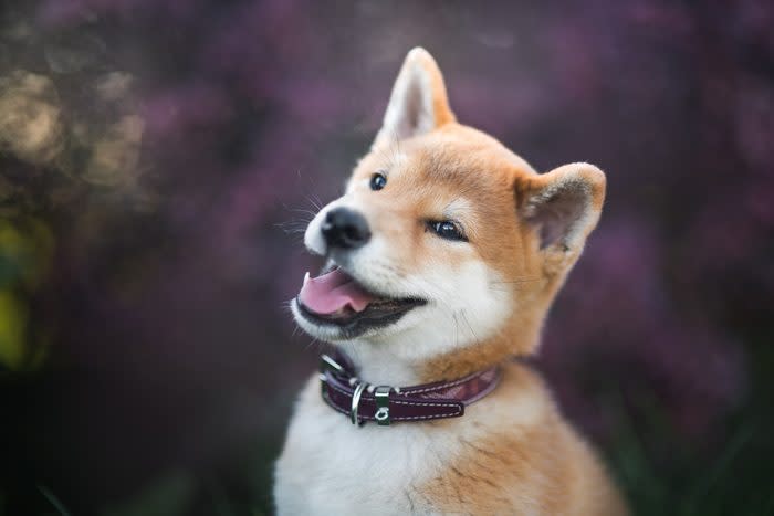 Close-Up Of Shiba Inu Dog Looking Away, Krakw, Poland