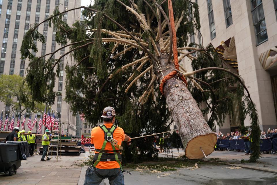 Workers hoisting up the Rockefeller Center Christmas tree