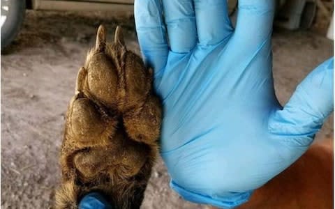 Images show the creature's paws are unusually small for a wolf - Credit: MONTANA FISH, WILDLIFE AND PARKS