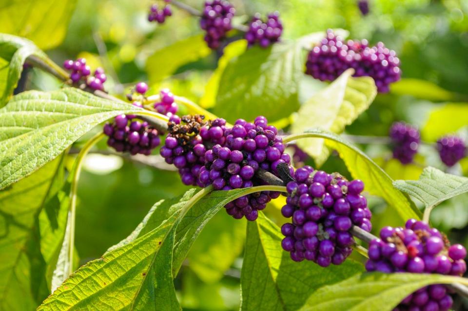 Beautyberry plant with small purple berries.