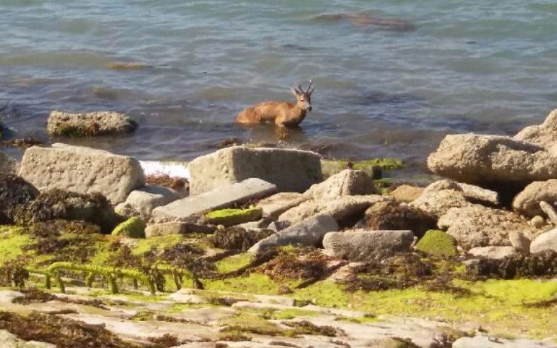 The deer made it to dry land before returning to the water - BBC Radio Solent