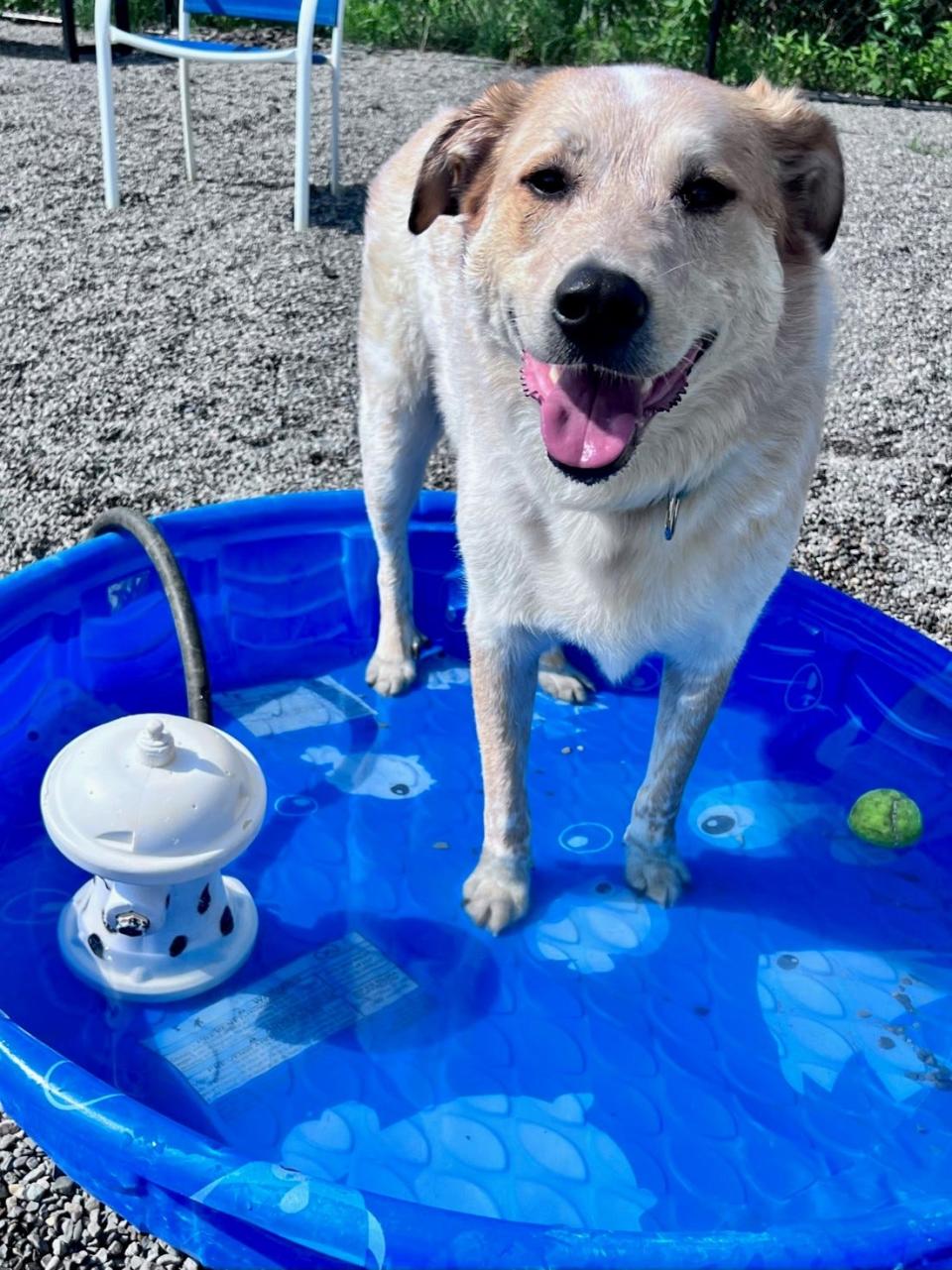 Kodi enjoys the pool with the fire hydrant sprinkler at the Glen Rock Dog Park