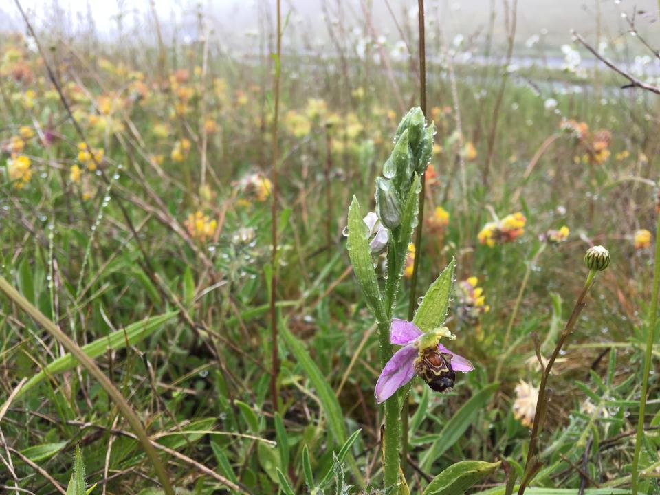 A bee orchid blooms on the Weymouth Relief Road (Kate Petty/Plantlife/PA)