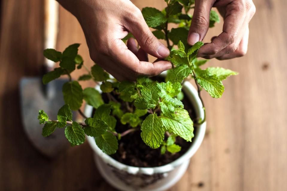 caring for indoor potted mint plant