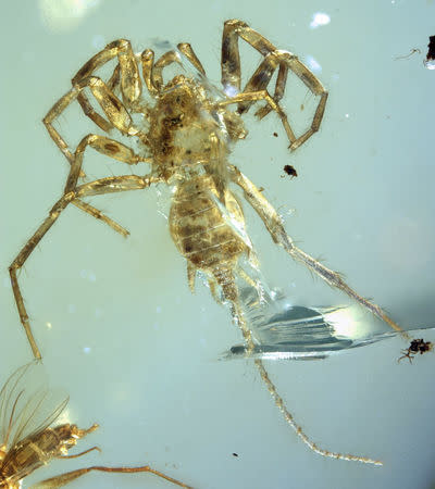 The Cretaceous arachnid Chimerarachne yingi, found trapped in amber after 100 million year appears in a handout illustration provided on February 5, 2018. University of Kansas/KU News Service/Handout via REUTERS