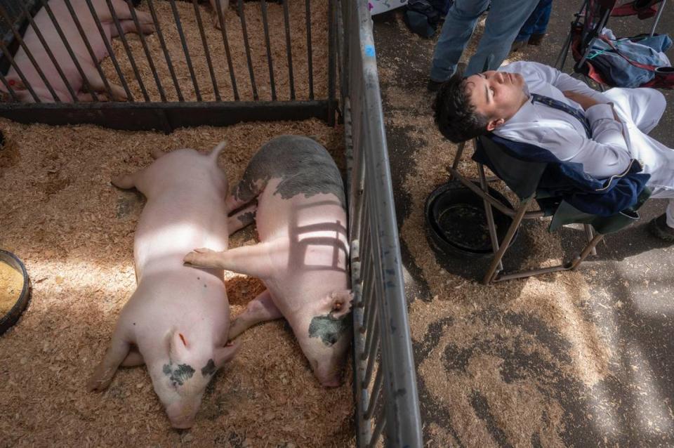 Sam Niemeyer, an Elk Grove High School freshman takes a nap Thursday with pigs from his FFA team during the opening day of the County Fair at Cal Expo.