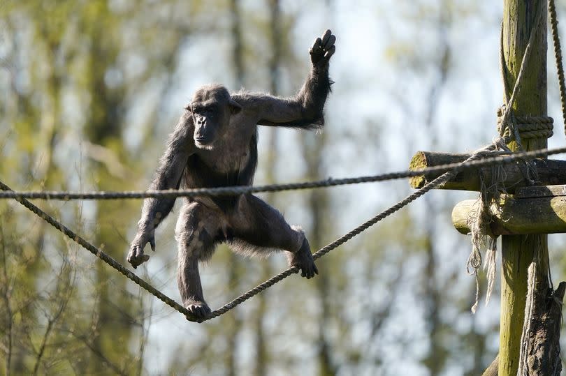 Peter, a 31-year-old male chimpanzee, explores the surrounding of his new home at Blair Drummond Safari and Adventure Park, near Stirling. Peter has been transferred from Twycross Zoe, where he was born, and since his arrival at the end of February his keepers have been carefully acclimating him to his new environment. Keepers delayed the announcement of Peter's arrival so they could introduce him to Blair Drummond's existing male, Chippie, and the pair were finally introduced on April 4. Picture date: Wednesday April 24, 2024.