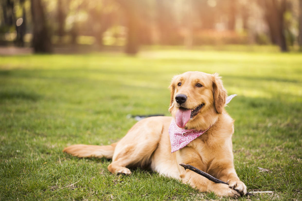 Golden Retriever