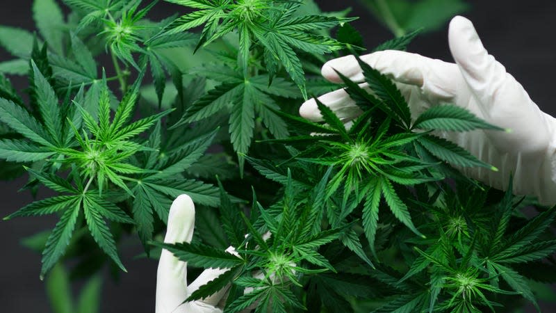 Cannabis leaves. - Image: Dmytro Tyshchenko (Shutterstock)