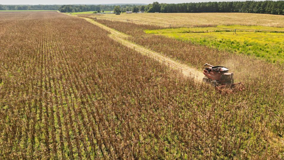 Campbell Coxe harvests 50 acres of Jimmy Red corn on his Darlington, South Carolina, farm in September. - Peter Frank Edwards for High Wire Distilling Co