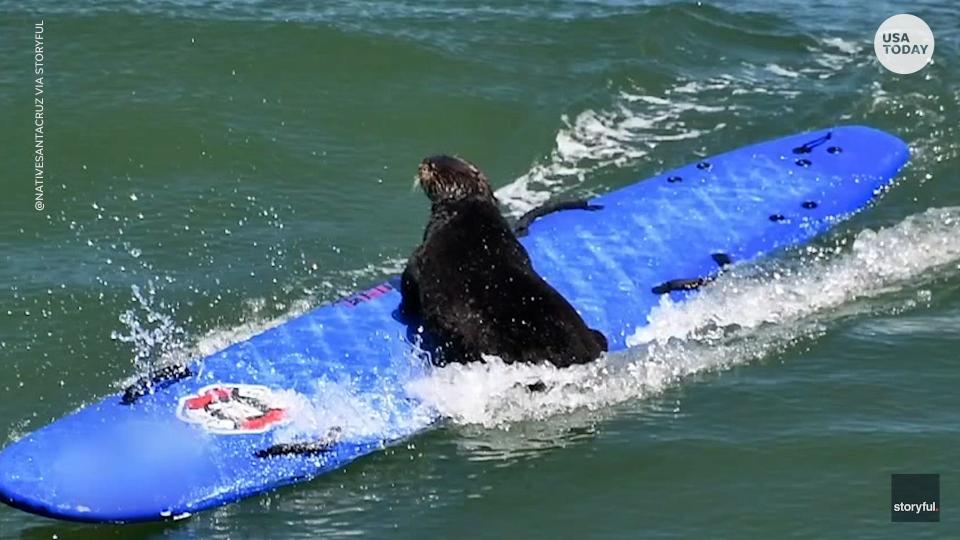 An otter displating aggressive behavior hops onto a surf board in Santa Cruz, California.