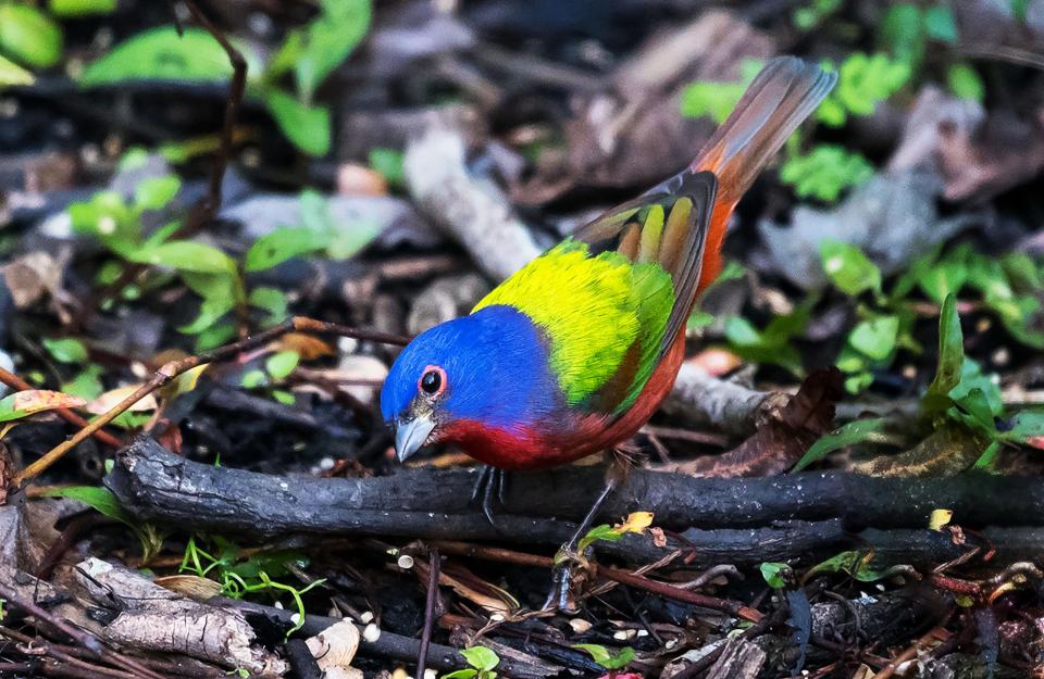 A painted bunting at Corkscrew Swamp with a Nikon D500 camera and a Nikon 200-500 mm lens attached.