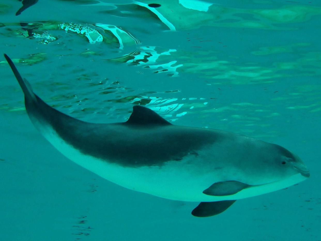 The UK’s porpoises are threatened by fishing gear, chemicals and noise pollution: Ecomare